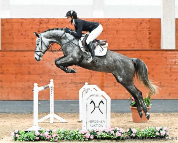 horse Carla (Hanoverian, 2019, from Colman)