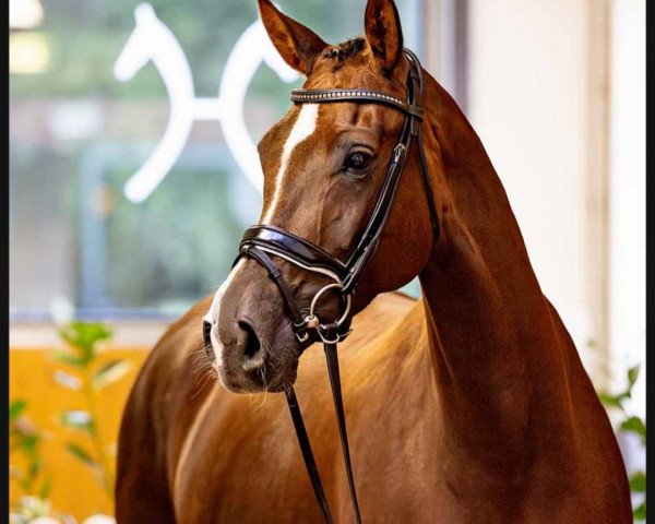 dressage horse Die Leopardin (Hanoverian, 2018, from Don Olymbrio)