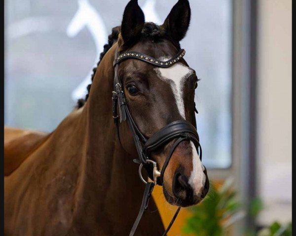 dressage horse Salasar 5 (Hanoverian, 2019, from Sarotti Mocca-Sahne)