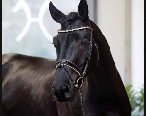 dressage horse Flake (Hanoverian, 2019, from Fürstenhof)