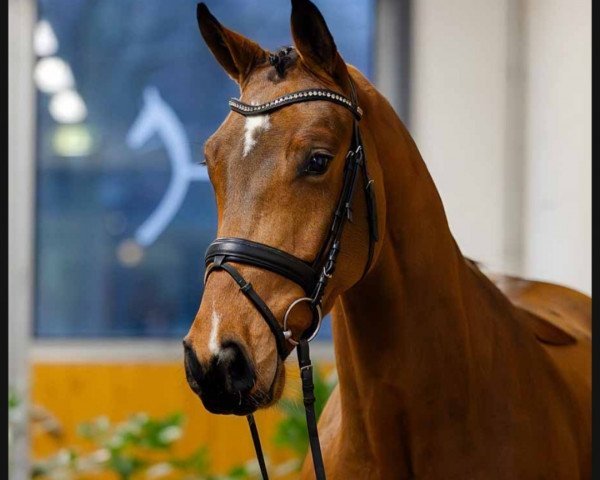 dressage horse Fanta Korn (Hanoverian, 2020, from Fürst Samarant)