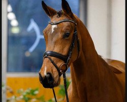 dressage horse Fanta Korn (Hanoverian, 2020, from Fürst Samarant)