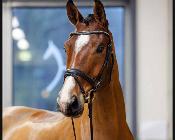 dressage horse Dakil (Hanoverian, 2018, from Danone 4)