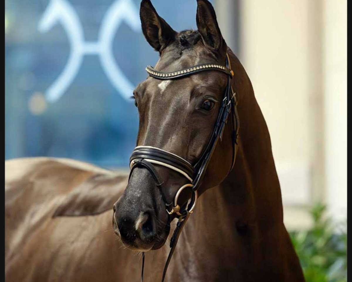 dressage horse Go for Fun (Hanoverian, 2020, from Goldberg)
