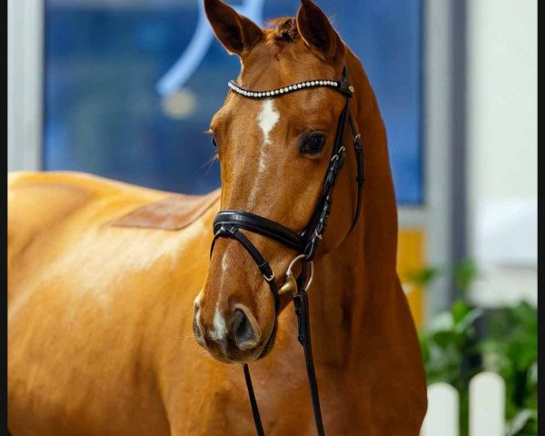 dressage horse Floris Star (Hanoverian, 2020, from Floris Prince)