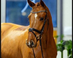 Dressurpferd Floris Star (Hannoveraner, 2020, von Floris Prince)