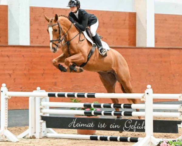 jumper Stella Luminosa (Hanoverian, 2019, from Stolzenberg)