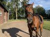 dressage horse Collado's Girl (Oldenburg, 2009, from Collado)