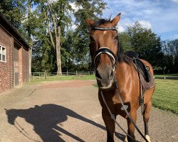 dressage horse Collado's Girl (Oldenburg, 2009, from Collado)