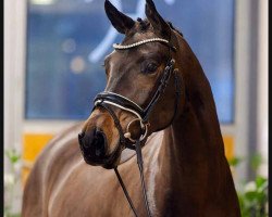 dressage horse Florina (Hanoverian, 2020, from Fidertanz)