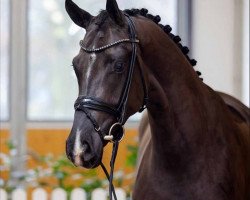 dressage horse D'Salome (Hanoverian, 2020, from D'Egalite)