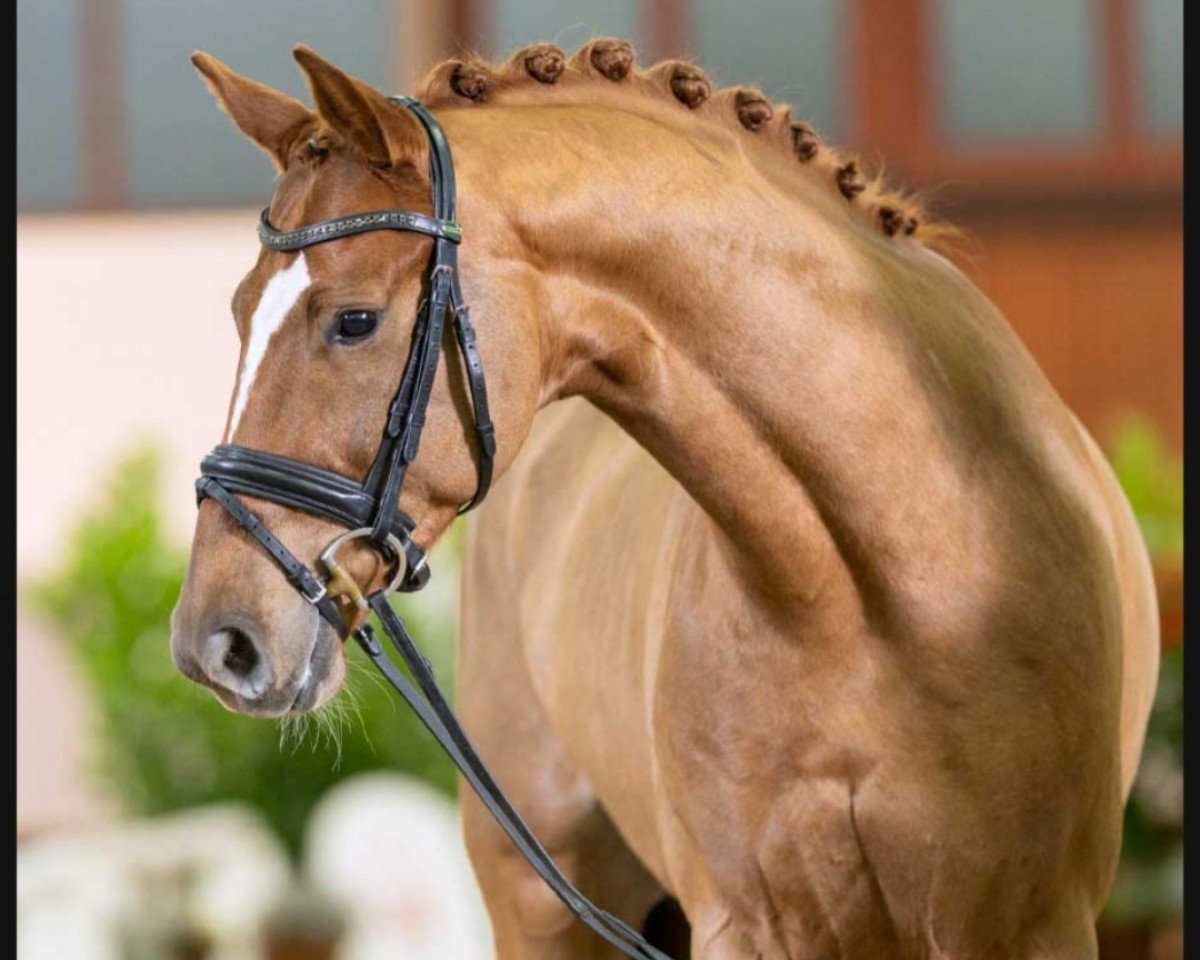 dressage horse Varos (Westphalian, 2020, from Villeneuve)