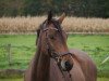 Springpferd Classic Girl (Westfale, 2016, von Cassone)