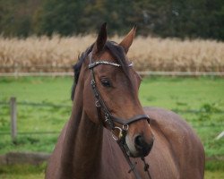 jumper Classic Girl (Westphalian, 2016, from Cassone)