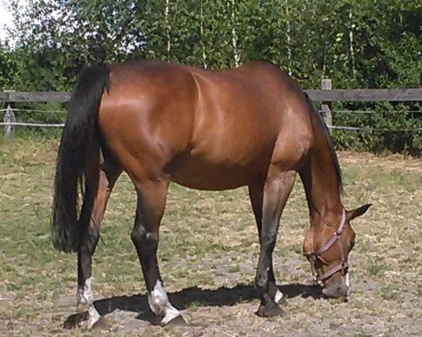 Pferd Pherina (Westfale, 2000, von Pheres)