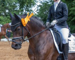 dressage horse Summerfeeling Pl (German Riding Pony, 2010, from Reitland's Du oder Keiner)