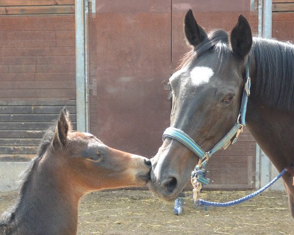 Zuchtstute Polarfreude II (Trakehner, 2003, von Heraldik xx)