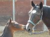 broodmare Polarfreude II (Trakehner, 2003, from Heraldik xx)