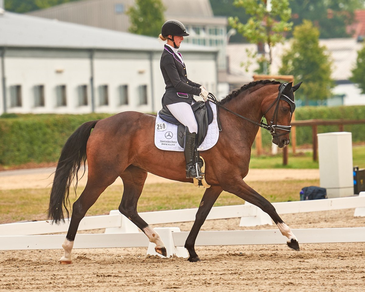 Dressurpferd Queen of my Hearts (Hannoveraner, 2014, von Quantensprung 3)