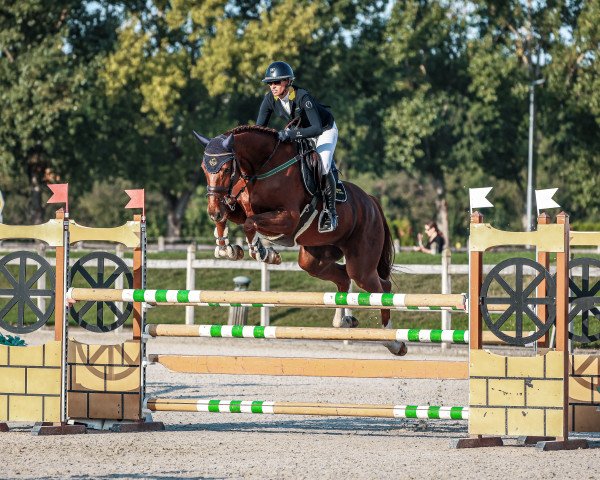 jumper Tinkerbell (KWPN (Royal Dutch Sporthorse), 2017, from Comthago VDL)