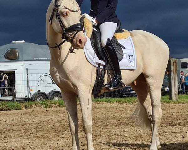 stallion Nancho's White Chocolate (German Riding Pony, 2018, from Nancho's Golden Star)