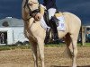 Deckhengst Nancho's White Chocolate (Deutsches Reitpony, 2018, von Nancho's Golden Star)