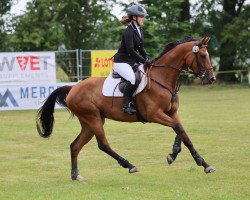 eventing horse Benefiance (German Sport Horse, 2019, from Bernay)