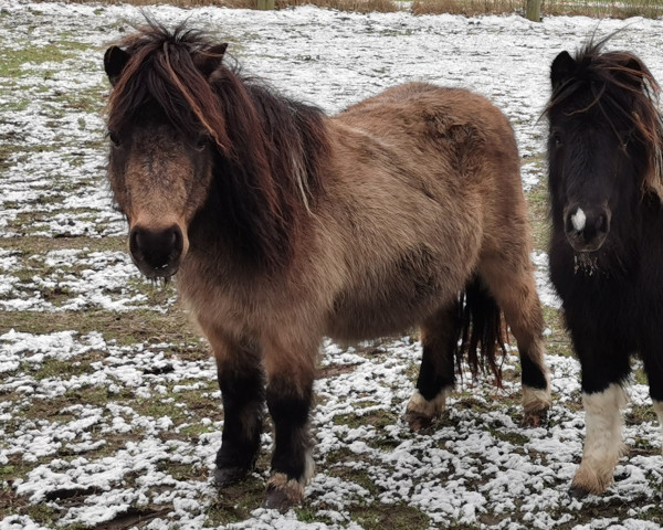 broodmare Vezer vom Ibitztal (Dt.Part-bred Shetland pony, 2013, from Varus)