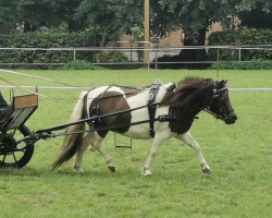 broodmare Emma vom Ibitztal (Dt.Part-bred Shetland pony, 2020, from Leelands Mr. Eldor)