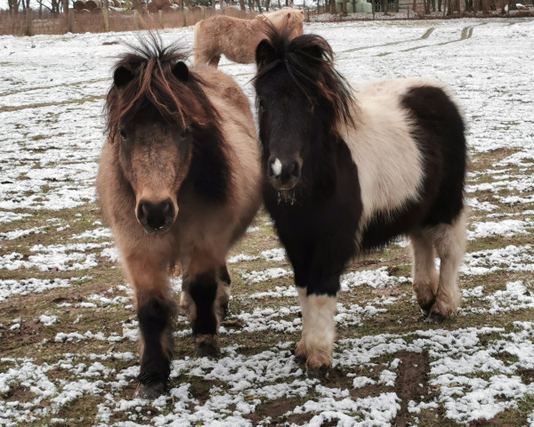 Pferd Erika vom Ibitztal (Dt.Part-bred Shetland Pony, 2023, von Leelands Mr. Eldor)