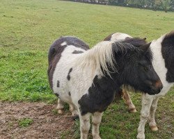 horse Emilia vom Ibitztal (Dt.Part-bred Shetland pony, 2022, from Leelands Mr. Eldor)