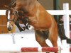 jumper Lars van de Groenheuvel (Belgian Riding Pony, 2007, from Vedet van de Vondelhoeve)