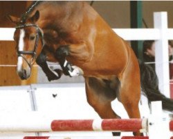 Springpferd Lars van de Groenheuvel (Belgisches Reitpony, 2007, von Vedet van de Vondelhoeve)