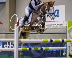 jumper Medina Van De Bochten (Belgian Riding Pony, 2008, from Vedet van de Vondelhoeve)