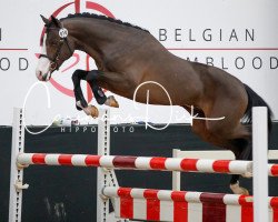 jumper Twilight Van De Vrijboshoeve (Belgian Riding Pony, 2015, from Vedet van de Vondelhoeve)