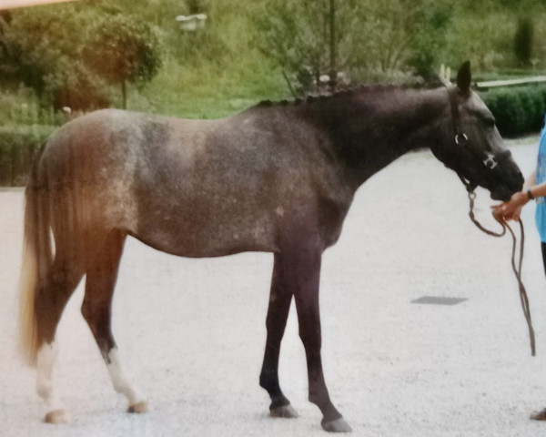 broodmare Schönweil's Delphi (German Riding Pony, 1990, from Dempsy Denny S)