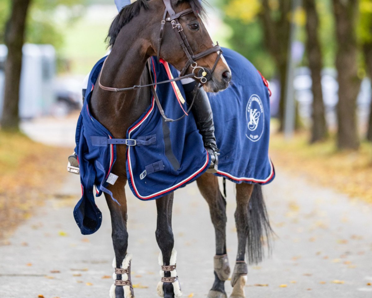 Springpferd Lodestar van 't Rechthof (Belgisches Reitpony, 2007, von Vedet van de Vondelhoeve)