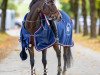 Springpferd Lodestar van 't Rechthof (Belgisches Reitpony, 2007, von Vedet van de Vondelhoeve)