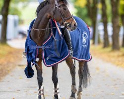 jumper Lodestar van 't Rechthof (Belgian Riding Pony, 2007, from Vedet van de Vondelhoeve)