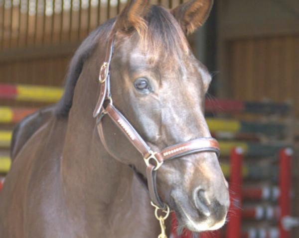 dressage horse Quentchen Glück Rcf (Westphalian, 2016, from Quantensprung 3)