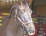 dressage horse Quentchen Glück Rcf (Westphalian, 2016, from Quantensprung 3)