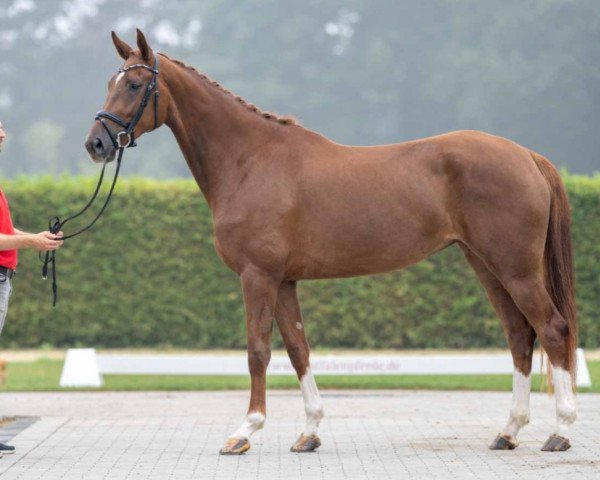 dressage horse Fahenna (Westphalian, 2019, from Don Martillo)