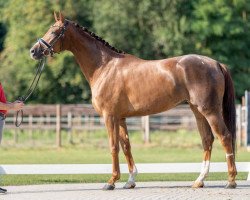 dressage horse Evita 504 (Oldenburg, 2018, from Erdinger)