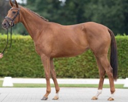 dressage horse Delissima (Westphalian, 2019, from Blue Hors Dreamline)