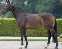 dressage horse Feine Auguste (Westphalian, 2019, from Fürst Samarant)