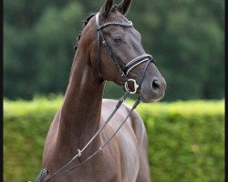 dressage horse Hengst von Fürst Samarant / Sandro King (German Sport Horse, 2019, from Fürst Samarant)