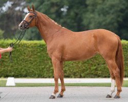 dressage horse Zuckerpuppe (Westphalian, 2018, from Zoom)