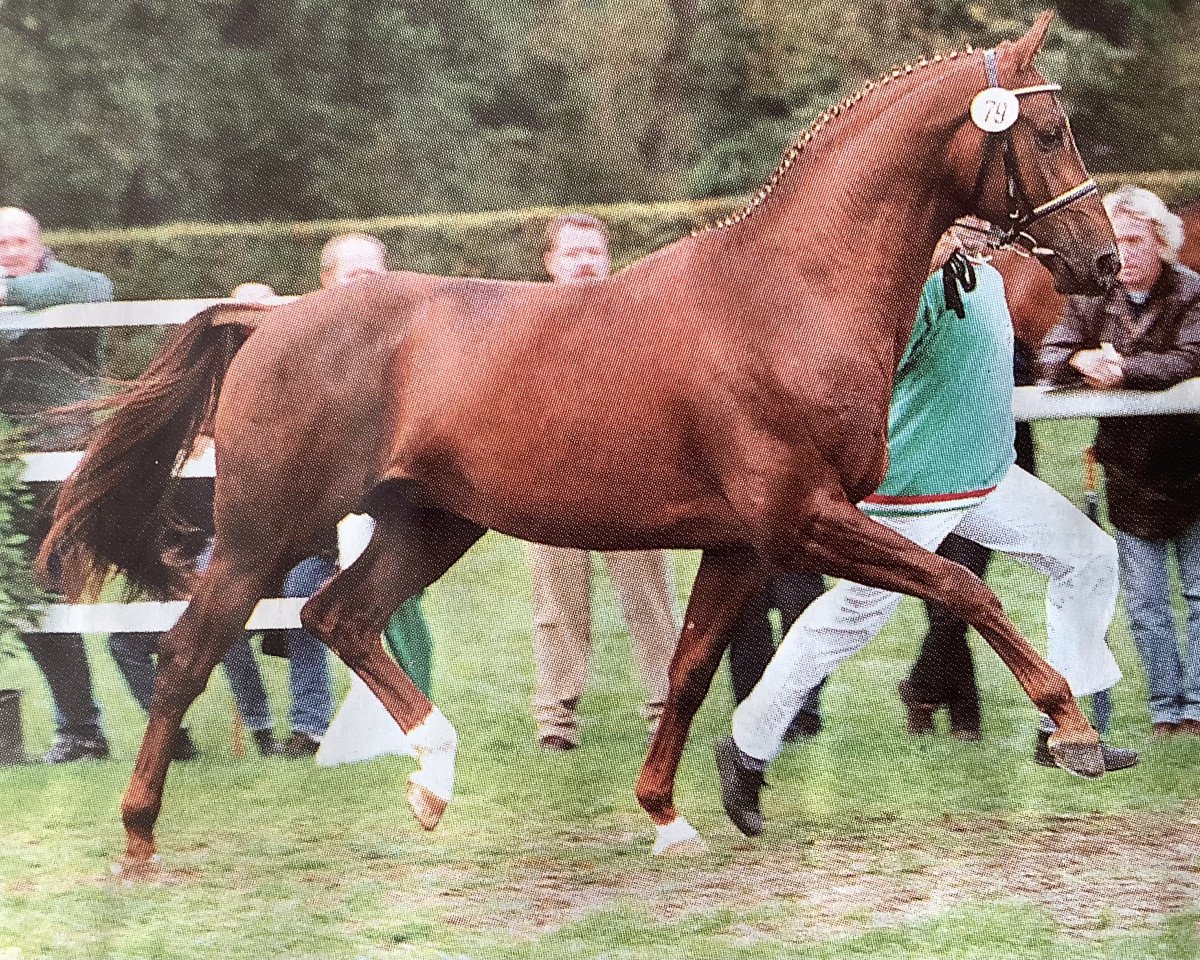 Deckhengst Saint George (Westfale, 1997, von Saint Tropez)