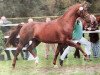 stallion Saint George (Westphalian, 1997, from Saint Tropez)