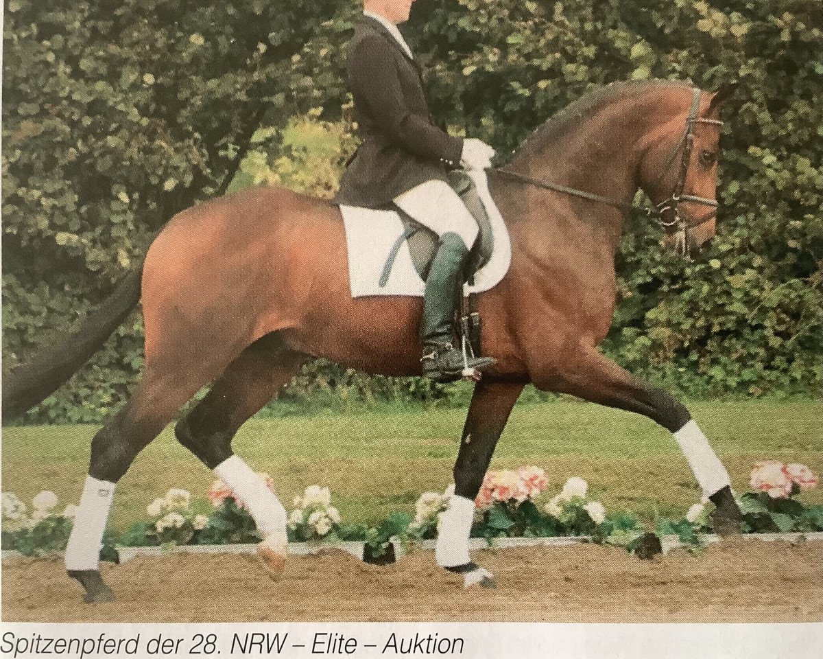 stallion Saltimbanco (Westphalian, 2001, from Sandro Hit)
